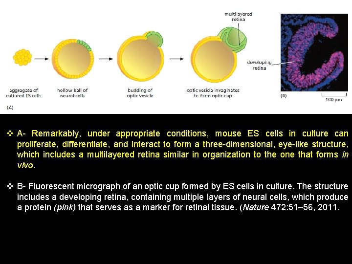 v A- Remarkably, under appropriate conditions, mouse ES cells in culture can proliferate, differentiate,