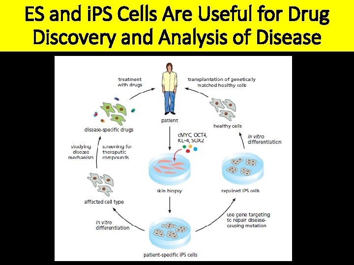 ES and i. PS Cells Are Useful for Drug Discovery and Analysis of Disease