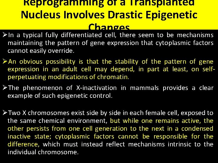 Reprogramming of a Transplanted Nucleus Involves Drastic Epigenetic Changes ØIn a typical fully differentiated