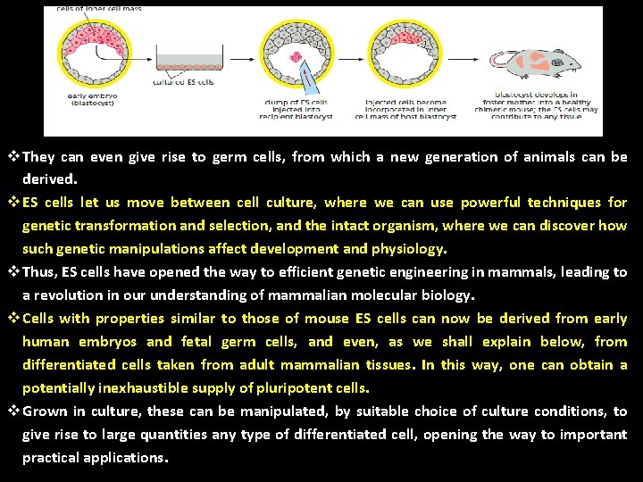 v They can even give rise to germ cells, from which a new generation