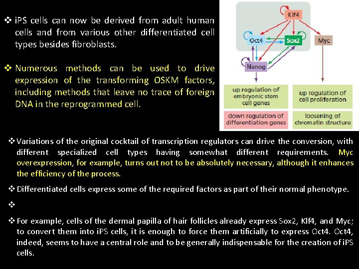 v i. PS cells can now be derived from adult human cells and from