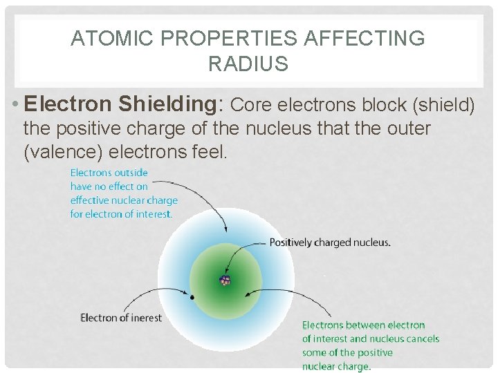 ATOMIC PROPERTIES AFFECTING RADIUS • Electron Shielding: Core electrons block (shield) the positive charge