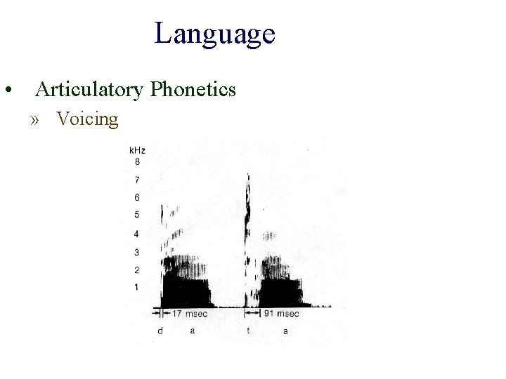 Language • Articulatory Phonetics » Voicing 