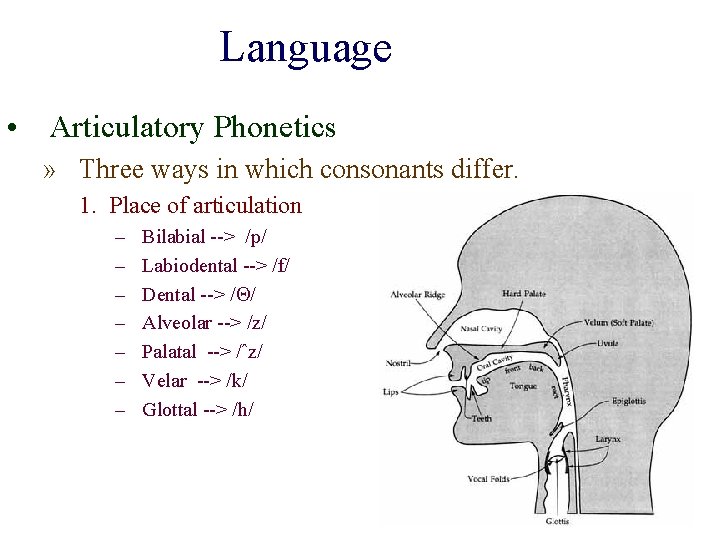 Language • Articulatory Phonetics » Three ways in which consonants differ. 1. Place of