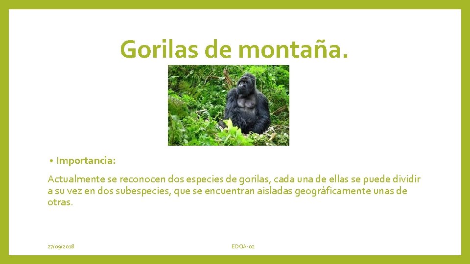Gorilas de montaña. • Importancia: Actualmente se reconocen dos especies de gorilas, cada una