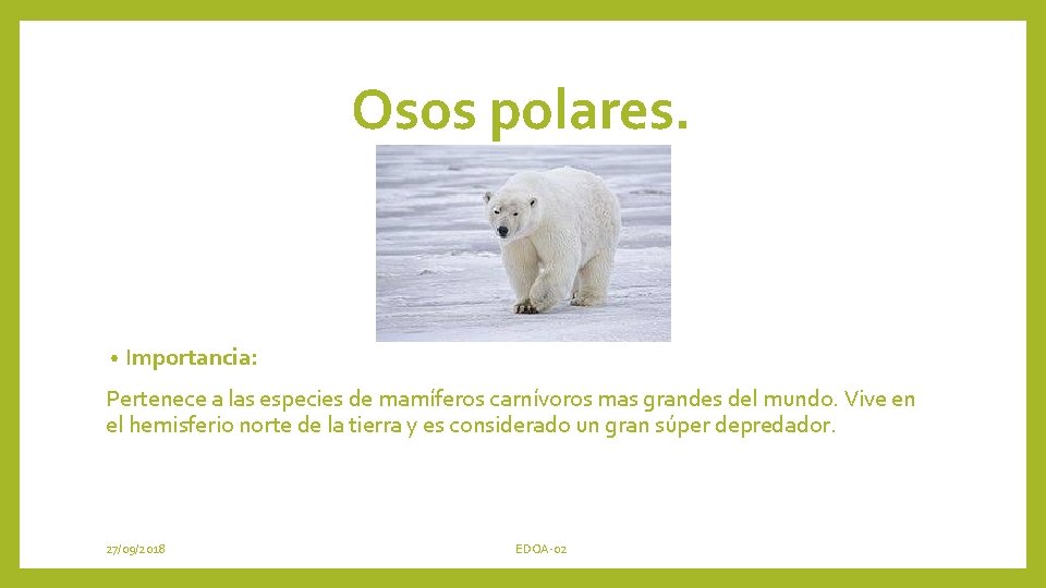 Osos polares. • Importancia: Pertenece a las especies de mamíferos carnívoros mas grandes del