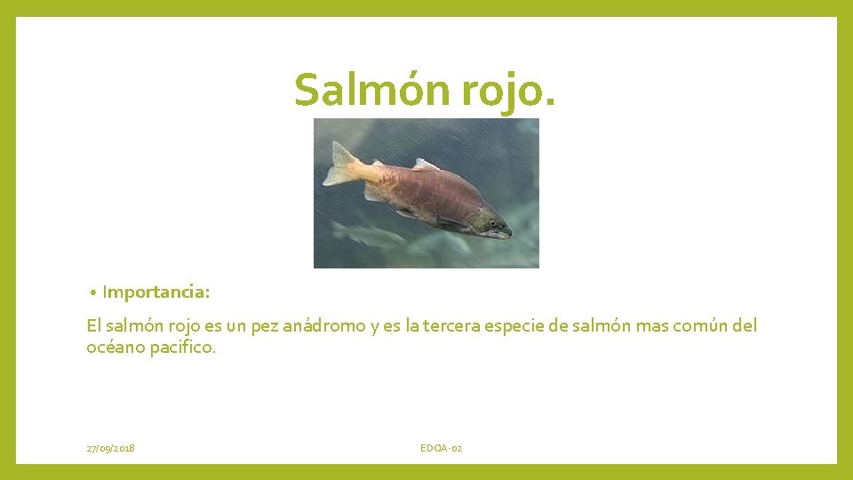 Salmón rojo. • Importancia: El salmón rojo es un pez anádromo y es la