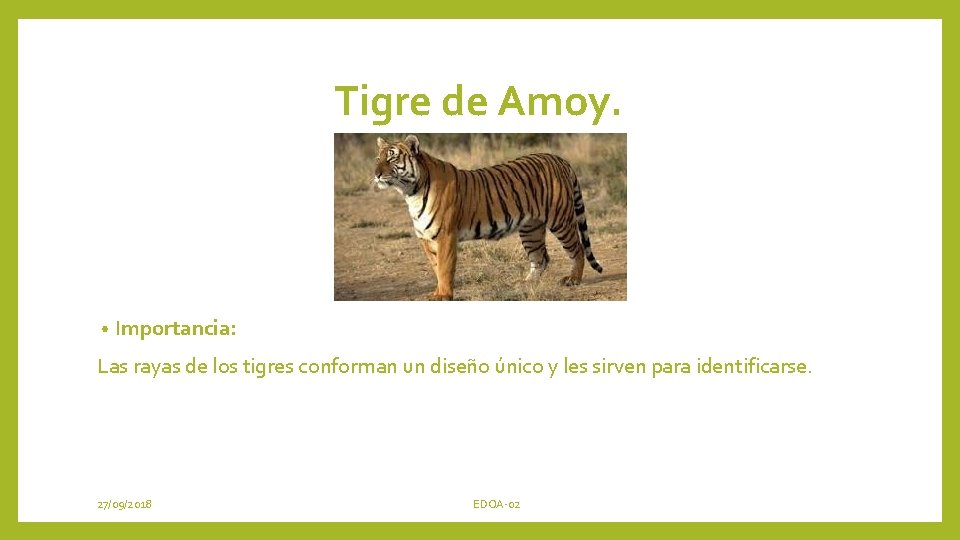 Tigre de Amoy. • Importancia: Las rayas de los tigres conforman un diseño único