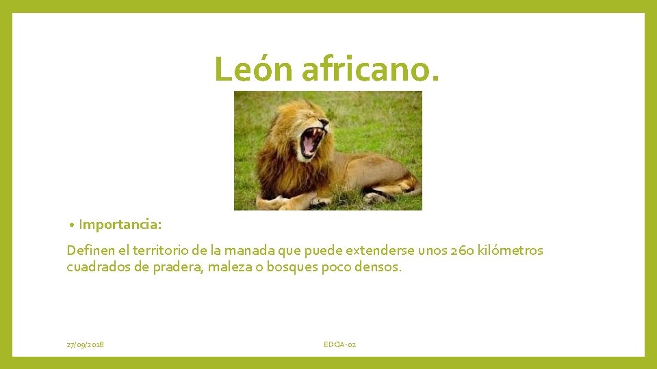 León africano. • Importancia: Definen el territorio de la manada que puede extenderse unos