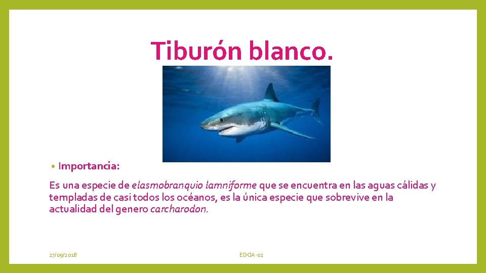 Tiburón blanco. • Importancia: Es una especie de elasmobranquio lamniforme que se encuentra en
