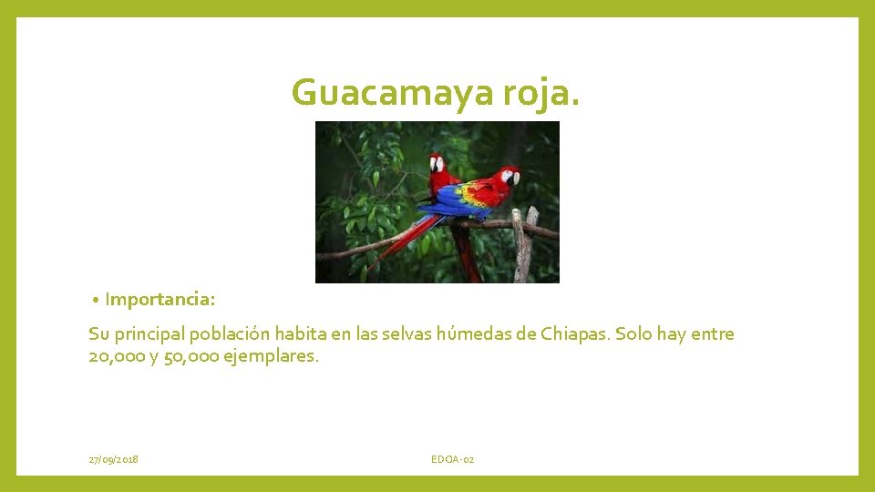 Guacamaya roja. • Importancia: Su principal población habita en las selvas húmedas de Chiapas.