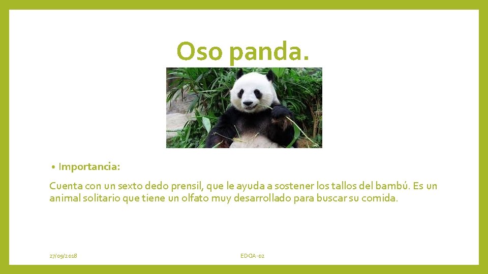 Oso panda. • Importancia: Cuenta con un sexto dedo prensil, que le ayuda a