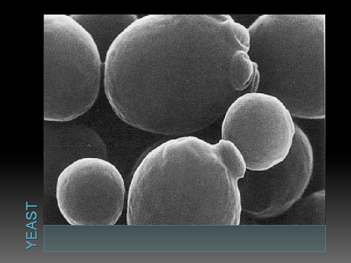 YEAST 