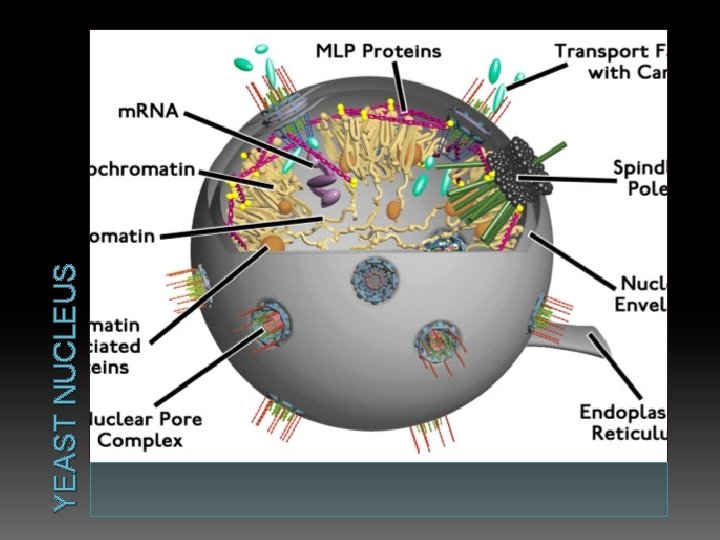 YEAST NUCLEUS 