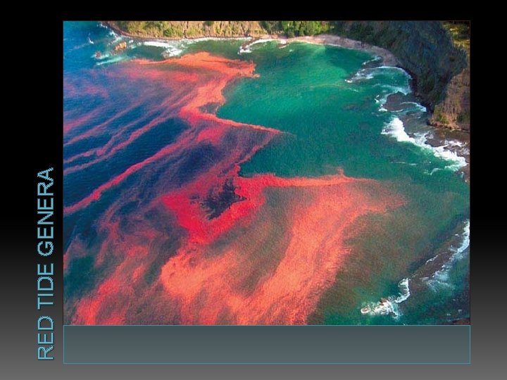 RED TIDE GENERA 