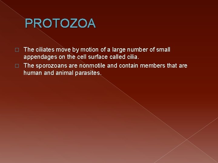 PROTOZOA The ciliates move by motion of a large number of small appendages on