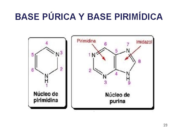 BASE PÚRICA Y BASE PIRIMÍDICA 23 