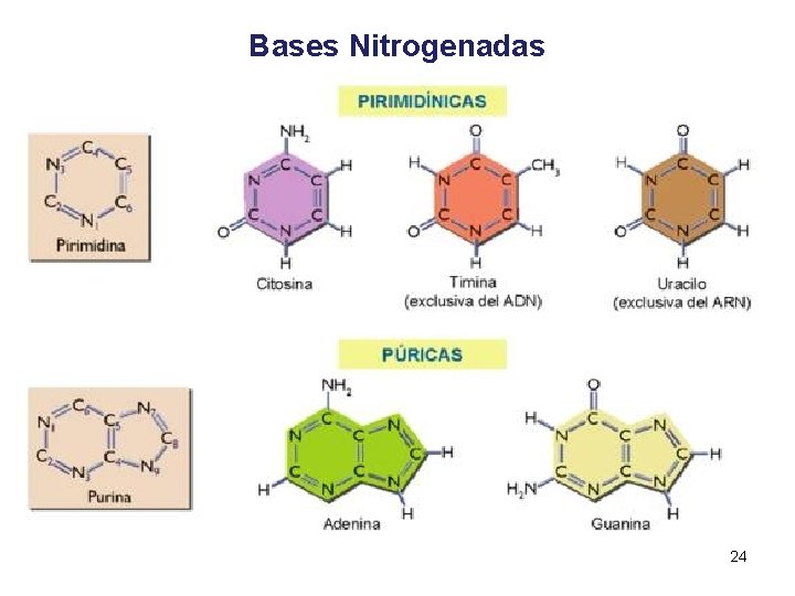 Bases Nitrogenadas 24 