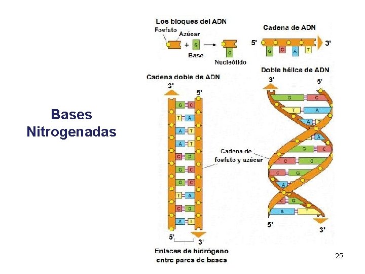 Bases Nitrogenadas 25 