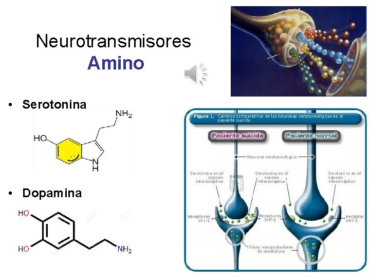 Neurotransmisores Amino • Serotonina • Dopamina 34 