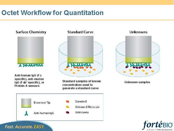 Octet Workflow for Quantitation Anti-human Ig. G (Fc specific), anti-murine Ig. G (Fab’ specific),