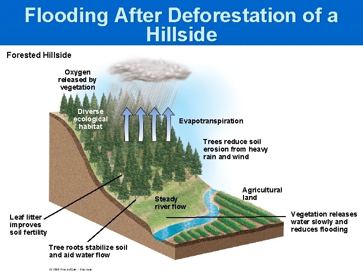 Flooding After Deforestation of a Hillside Forested Hillside Oxygen released by vegetation Diverse ecological