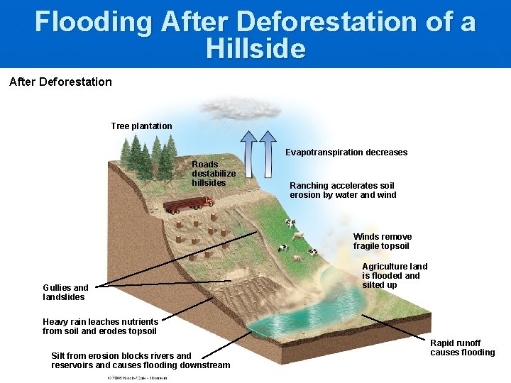 Flooding After Deforestation of a Hillside After Deforestation Tree plantation Evapotranspiration decreases Roads destabilize