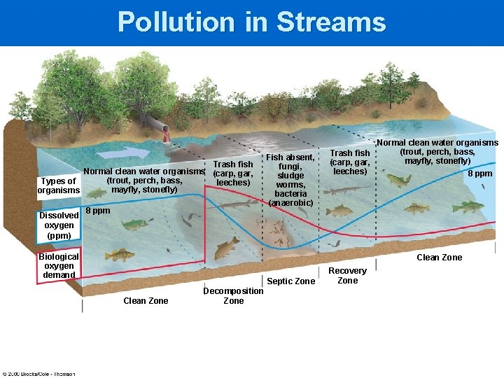 Pollution in Streams Trash fish Normal clean water organisms (carp, gar, (trout, perch, bass,
