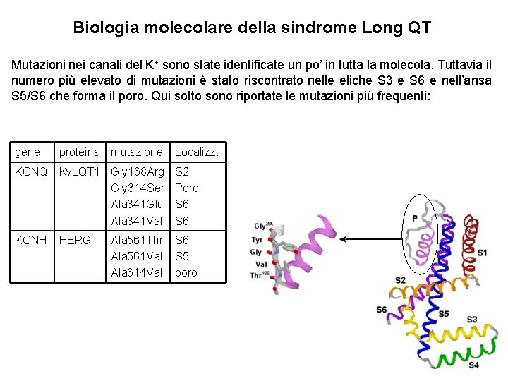 Biologia molecolare della sindrome Long QT Mutazioni nei canali del K+ sono state identificate