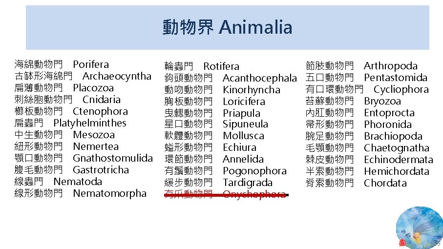 動物界 Animalia 海綿動物門 Porifera 古缽形海綿門 Archaeocyntha 扁薄動物門 Placozoa 刺絲胞動物門 Cnidaria 櫛板動物門 Ctenophora 扁蟲門 Platyhelminthes