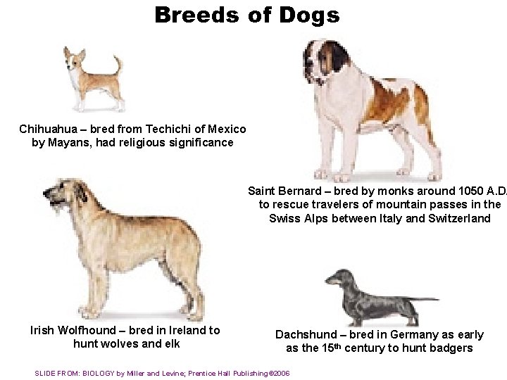 Breeds of Dogs Chihuahua – bred from Techichi of Mexico by Mayans, had religious