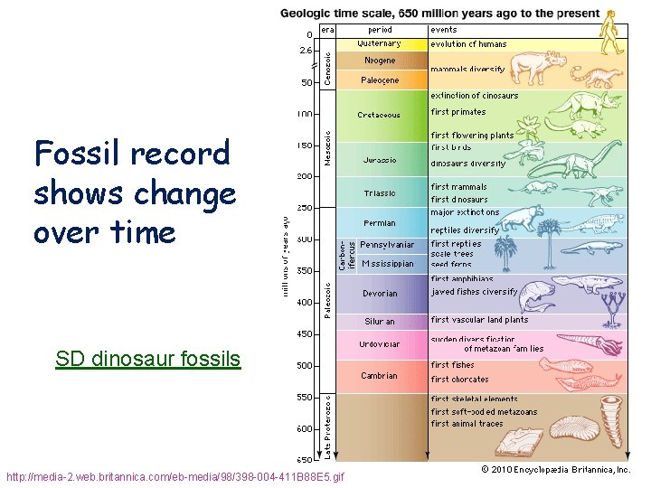 Fossil record shows change over time SD dinosaur fossils http: //media-2. web. britannica. com/eb-media/98/398