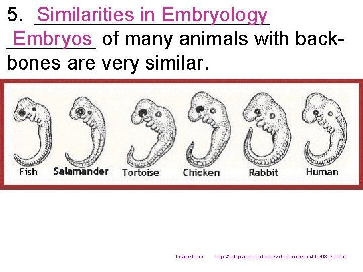 5. ___________ Similarities in Embryology Embryos of many animals with back____ bones are very