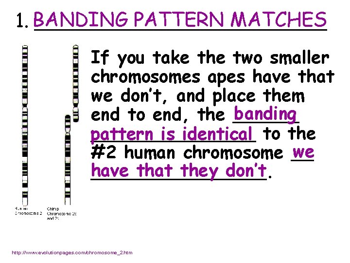 PATTERN MATCHES 1. BANDING ____________ If you take the two smaller chromosomes apes have