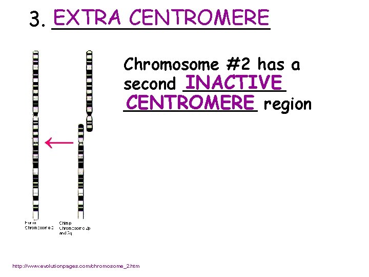 EXTRA CENTROMERE 3. _________ Chromosome #2 has a INACTIVE second _____ CENTROMERE region _______