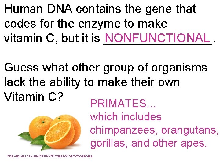 Human DNA contains the gene that codes for the enzyme to make NONFUNCTIONAL vitamin