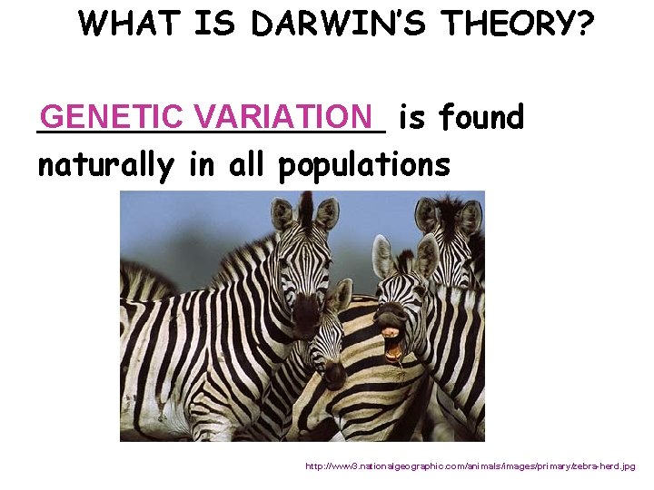 WHAT IS DARWIN’S THEORY? GENETIC VARIATION is found _________ naturally in all populations http: