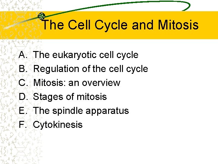 The Cell Cycle and Mitosis A. B. C. D. E. F. The eukaryotic cell