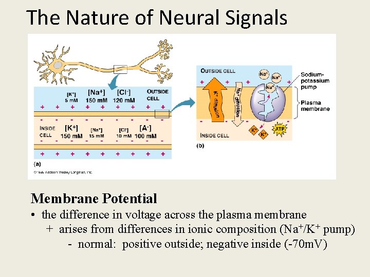 The Nature of Neural Signals Membrane Potential • the difference in voltage across the