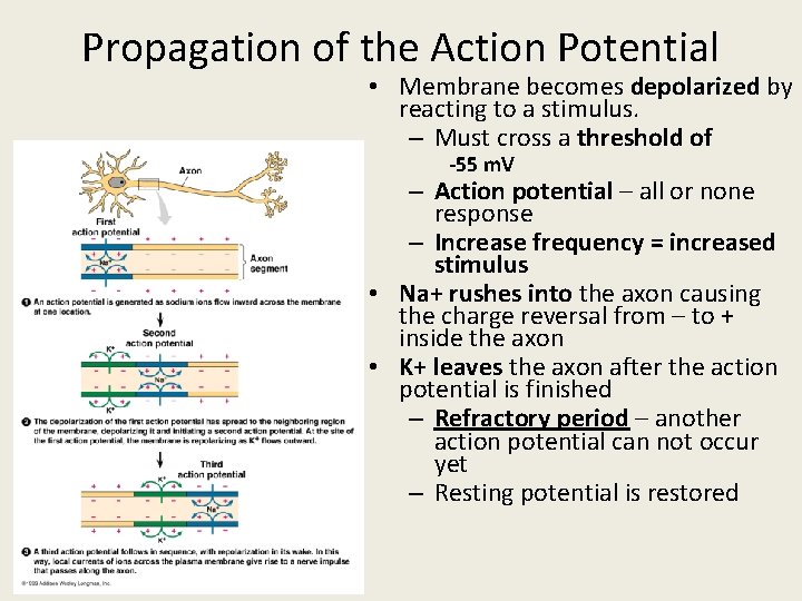 Propagation of the Action Potential • Membrane becomes depolarized by reacting to a stimulus.