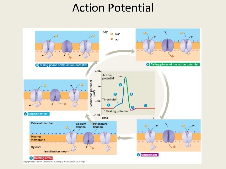 Action Potential 