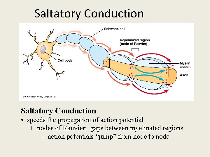 Saltatory Conduction • speeds the propagation of action potential + nodes of Ranvier: gaps