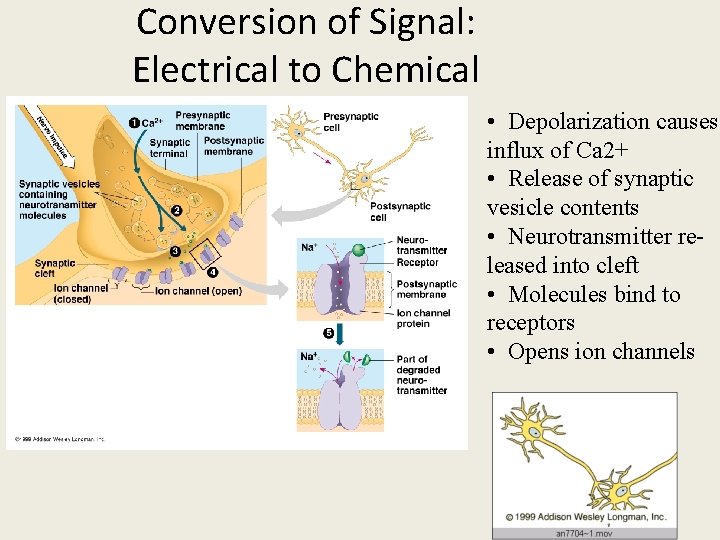 Conversion of Signal: Electrical to Chemical • Depolarization causes influx of Ca 2+ •