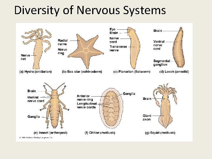 Diversity of Nervous Systems 
