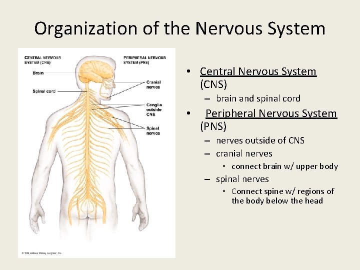 Organization of the Nervous System • Central Nervous System (CNS) – brain and spinal