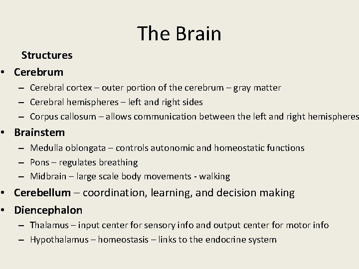The Brain Structures • Cerebrum – Cerebral cortex – outer portion of the cerebrum