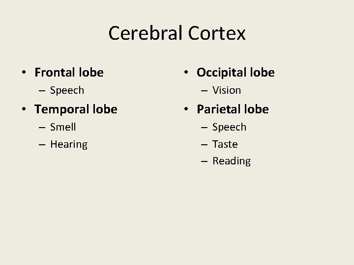 Cerebral Cortex • Frontal lobe – Speech • Temporal lobe – Smell – Hearing