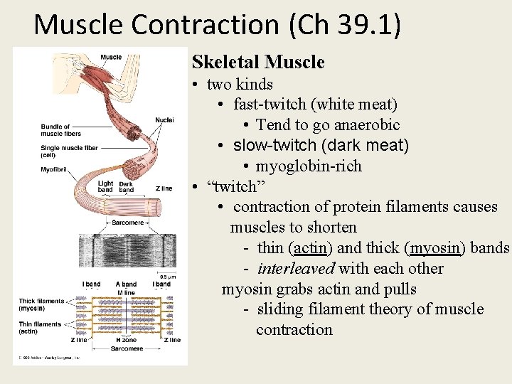 Muscle Contraction (Ch 39. 1) Skeletal Muscle • two kinds • fast-twitch (white meat)