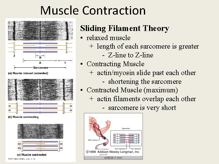 Muscle Contraction Sliding Filament Theory • relaxed muscle + length of each sarcomere is