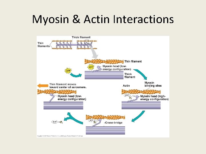 Myosin & Actin Interactions 